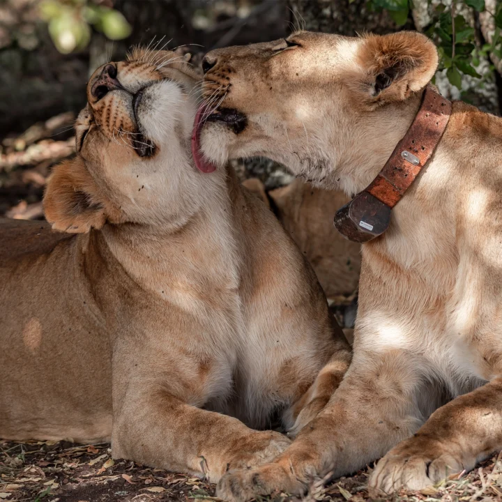 lion-attractions